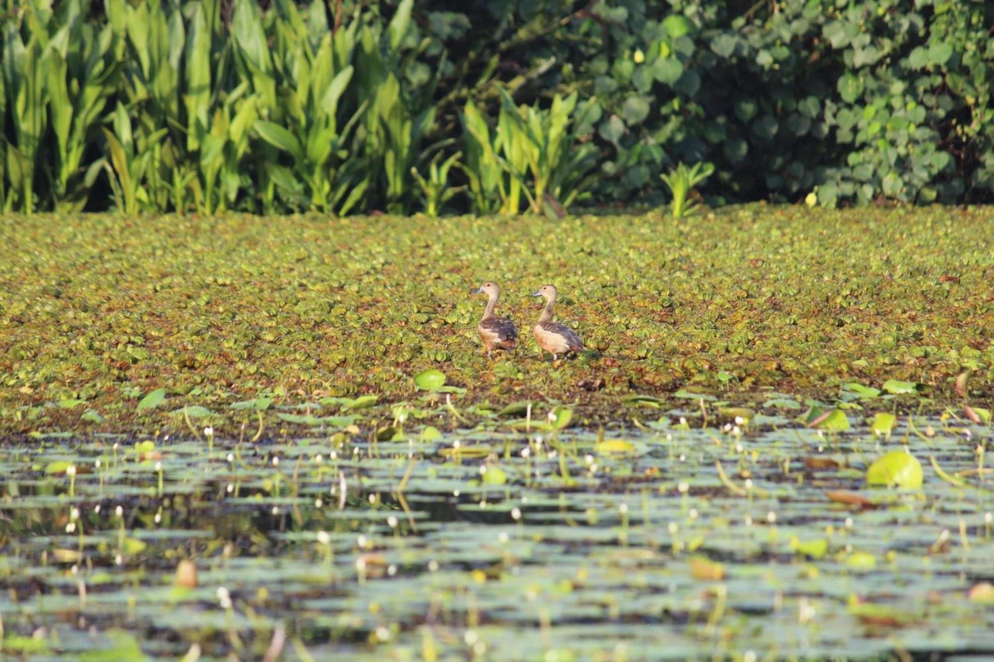 Lake Resort Bolgoda Wadduwa Exterior photo